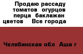 Продаю рассаду томатов, огурцов, перца, баклажан, цветов  - Все города  »    . Челябинская обл.,Аша г.